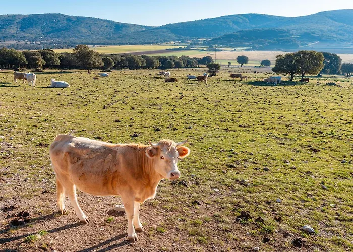 Mas Vell 乡村民宿 Catí